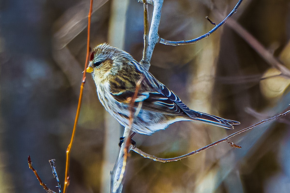 Redpoll (Common) - ML645557820