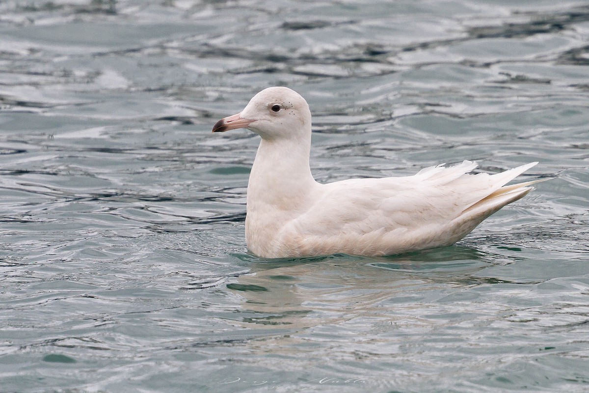 Ipar-kaioa - ML645557831