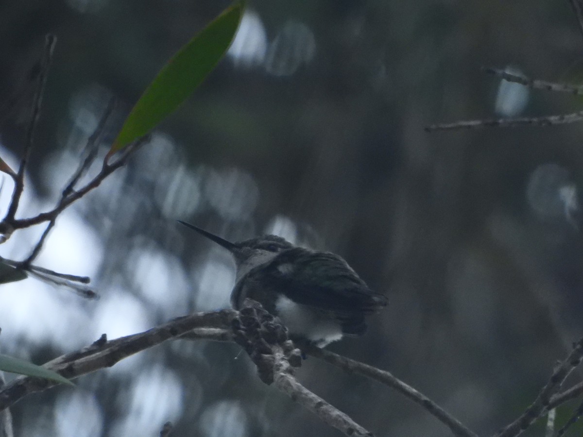 Costa's Hummingbird - ML645557846