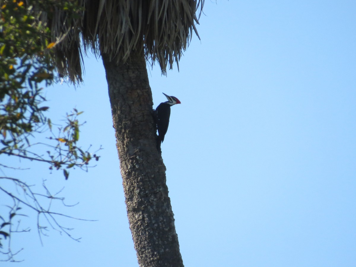 datel chocholatý - ML645557875