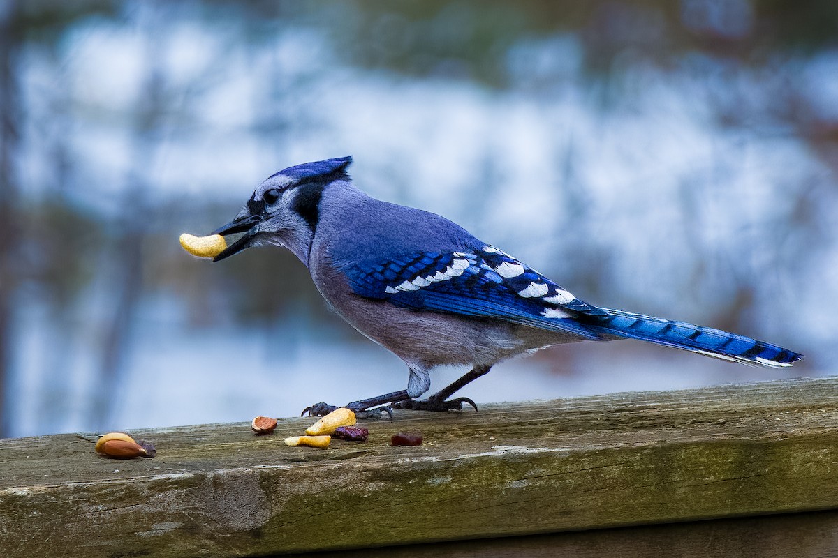 Blue Jay - ML645557876