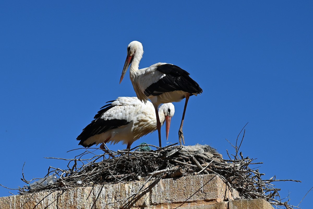 White Stork - ML645557878