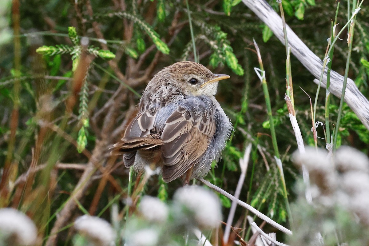 Gray-backed Cisticola - ML645557881