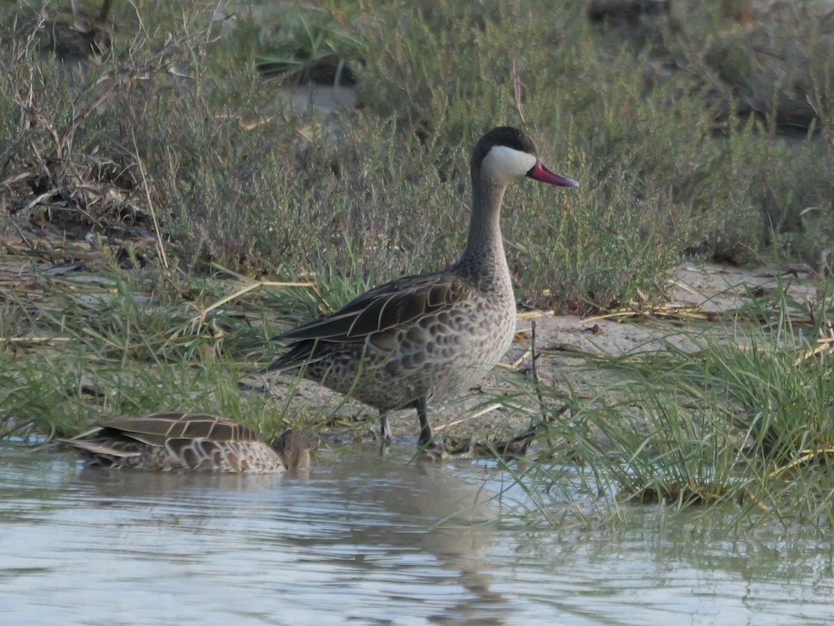 Red-billed Duck - ML645557883