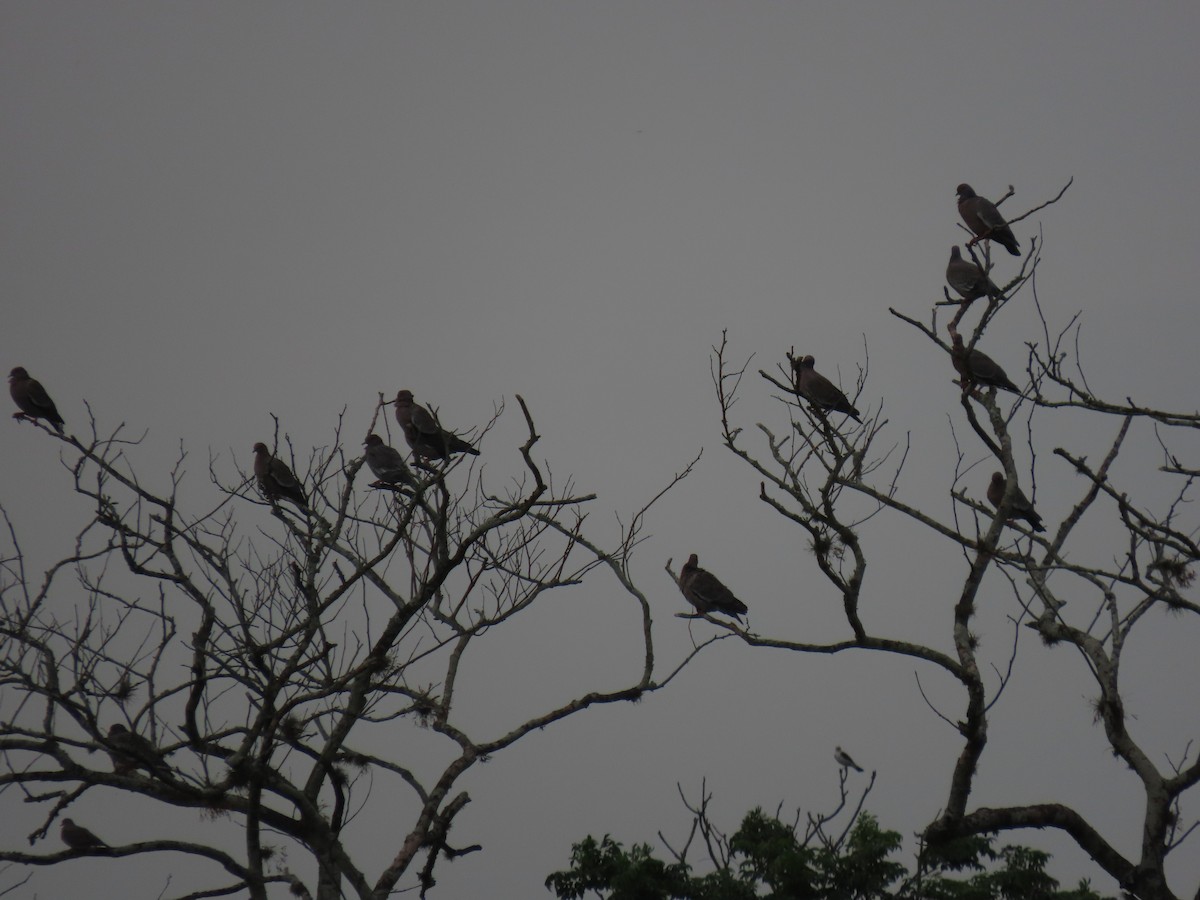 Picazuro Pigeon - ML645557884