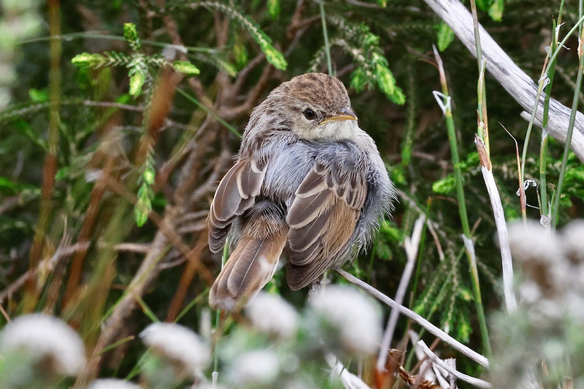 Gray-backed Cisticola - ML645557898