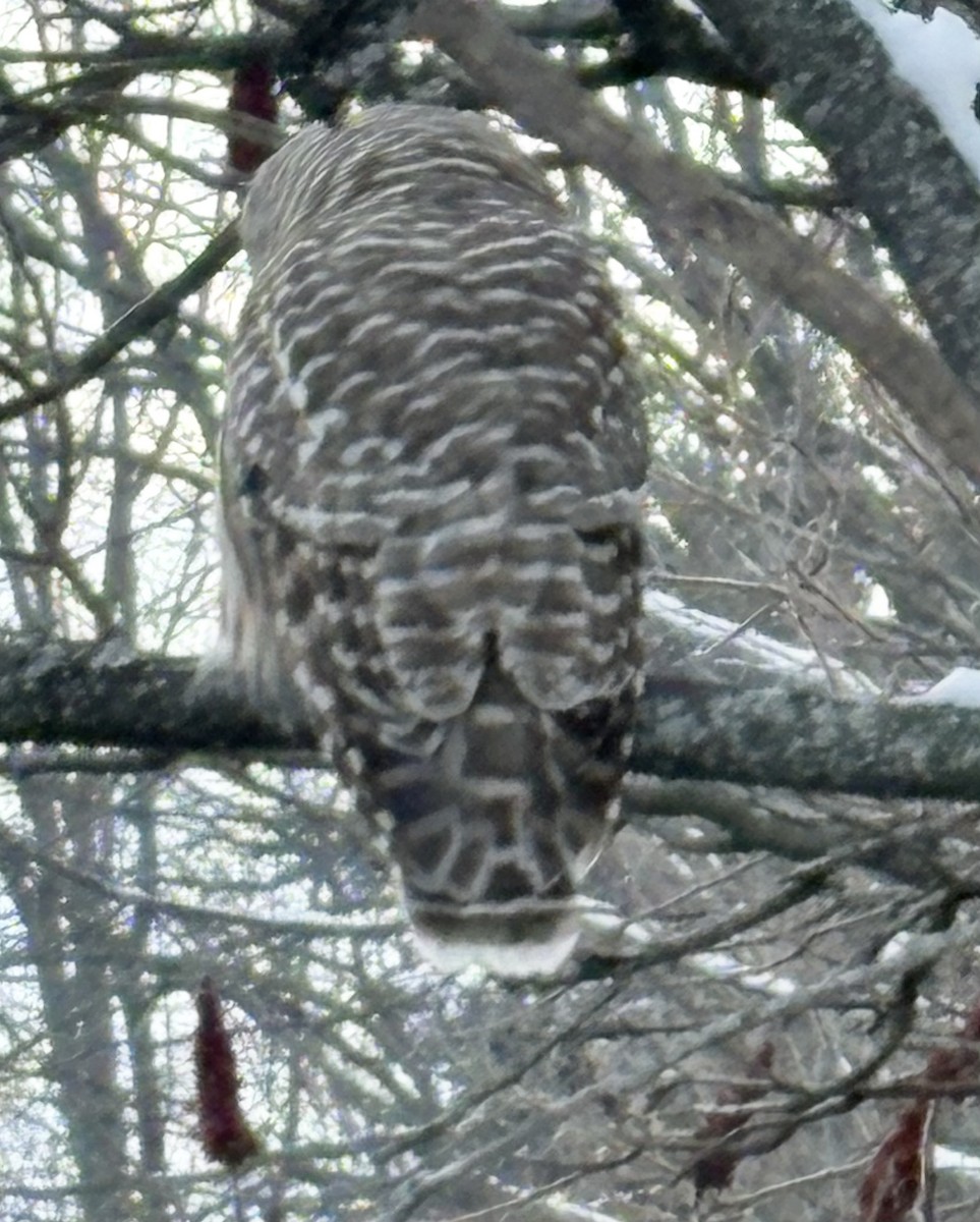 Barred Owl - ML645557905