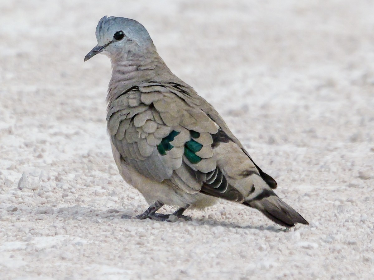 Yeşil Aynalı Kumru - ML645557912