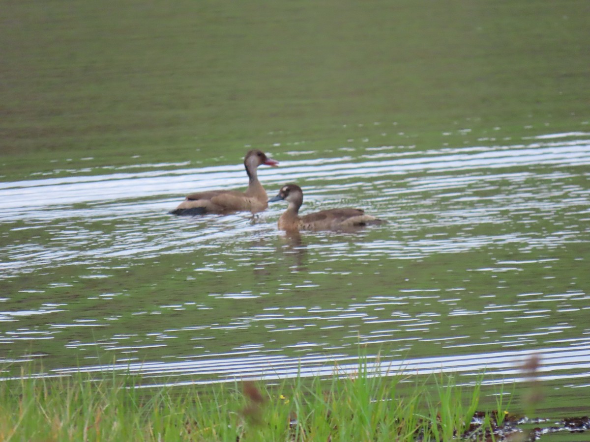 Brazilian Teal - ML645557918