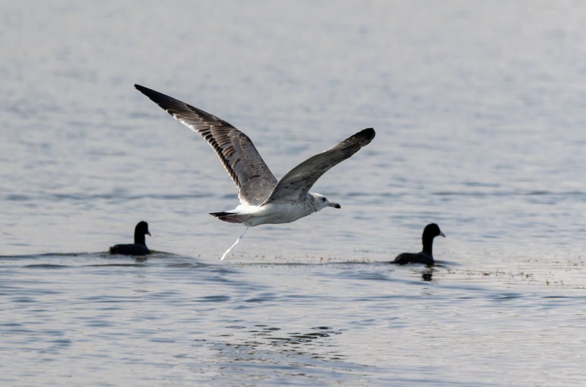 Caspian Gull - ML645557920