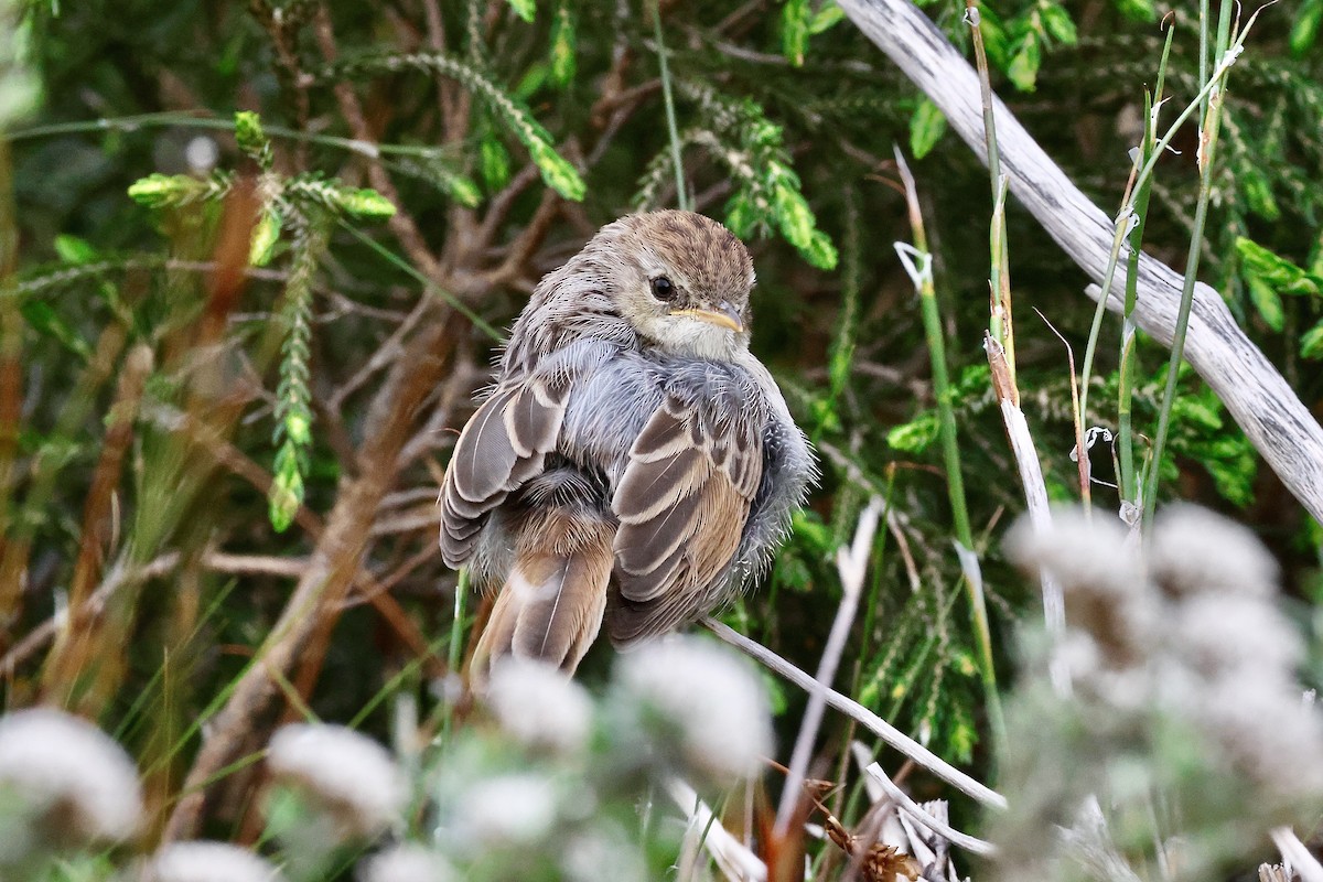 Gray-backed Cisticola - ML645557922