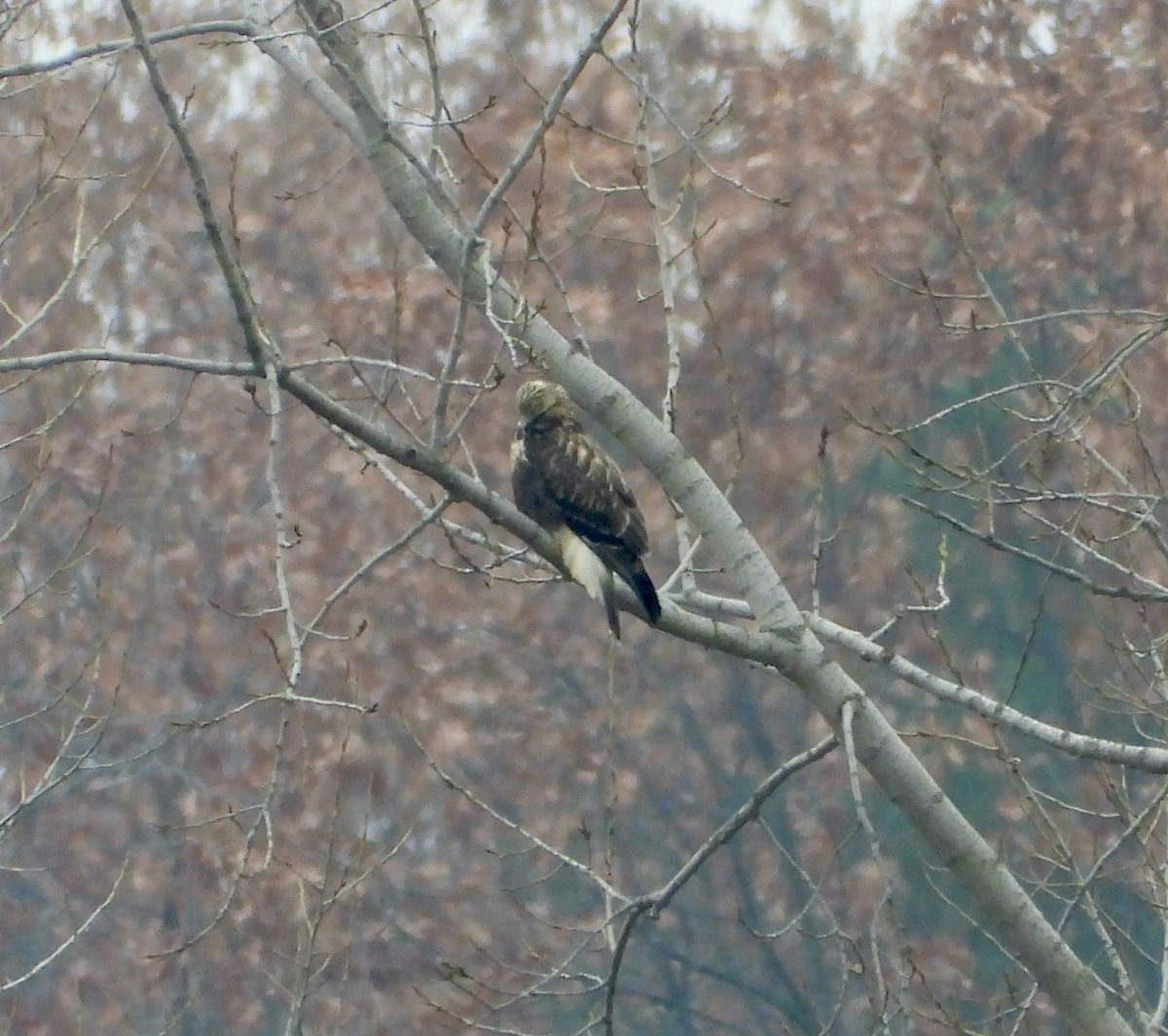 Busardo Calzado - ML645557928