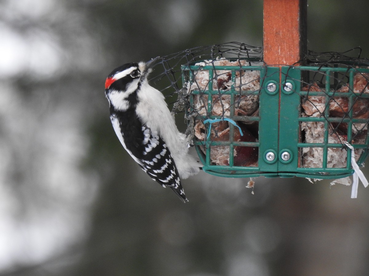 Downy Woodpecker - ML645557950