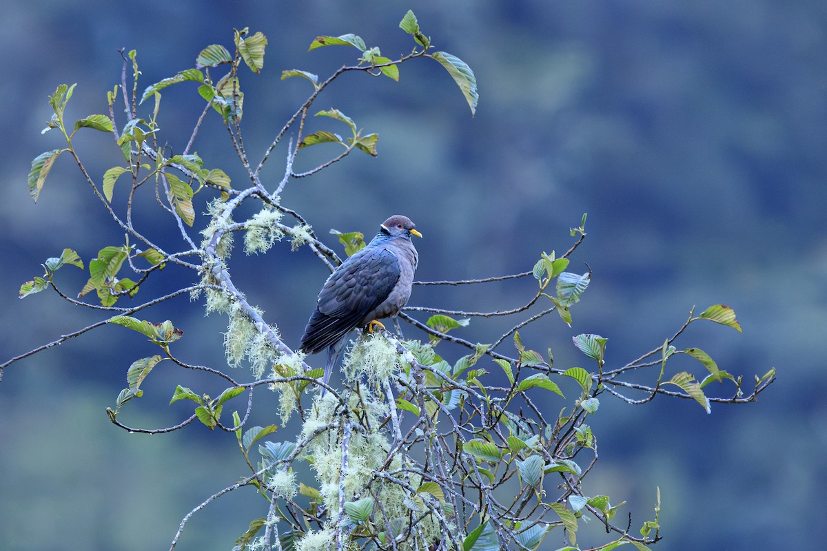 オビオバト - ML645557960