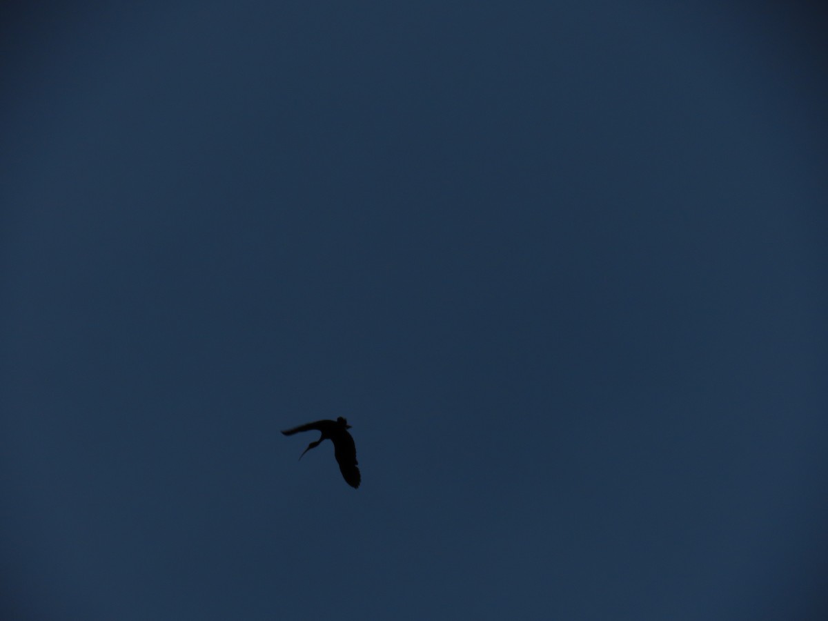 rødmaskeibis - ML645557961