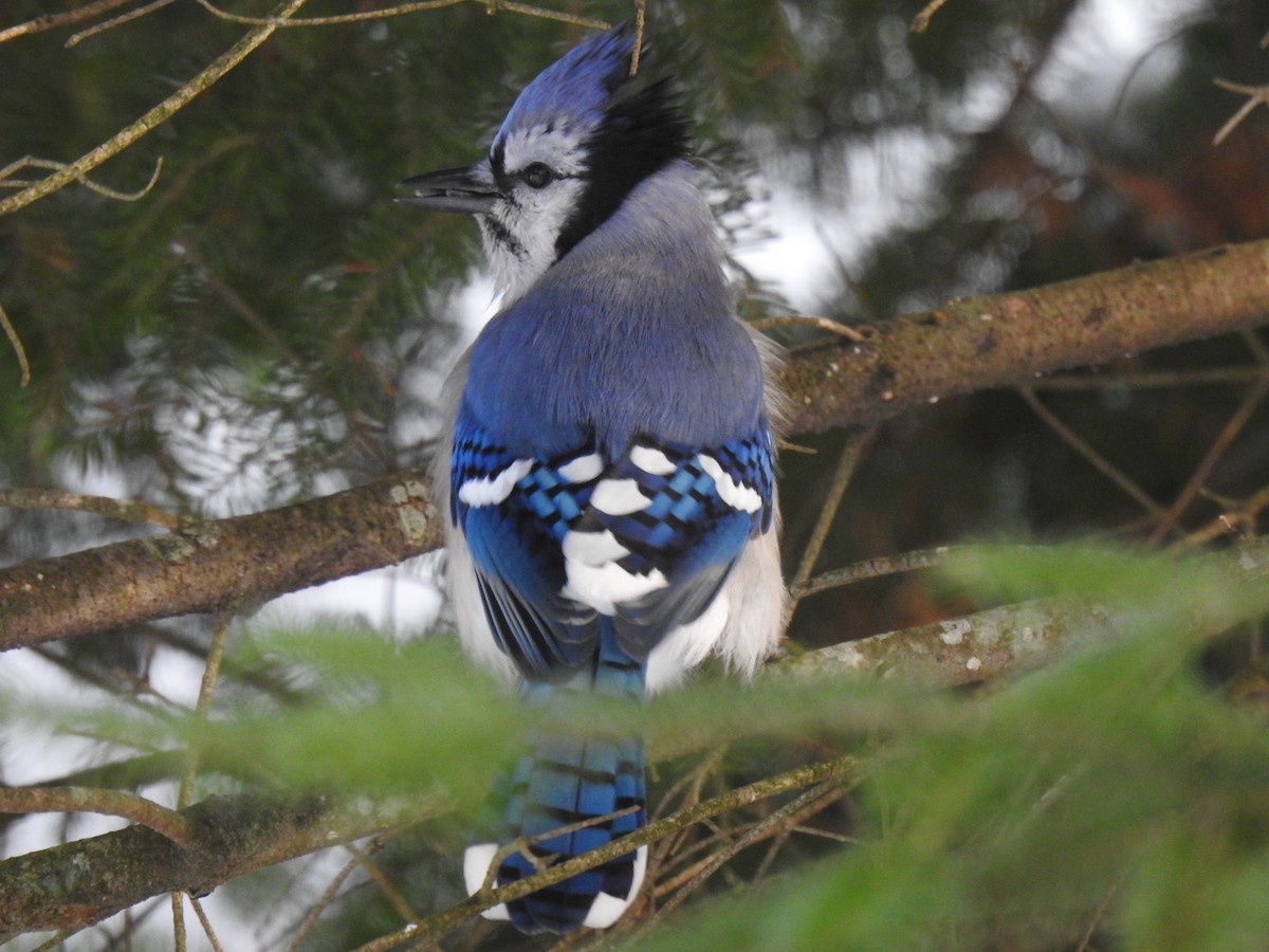 Blue Jay - ML645557962