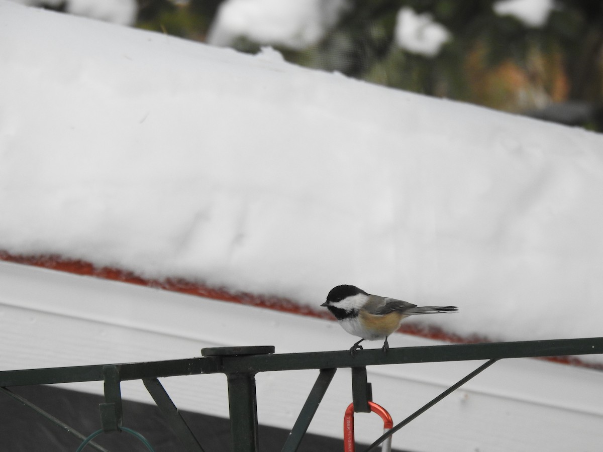 Black-capped Chickadee - ML645557965
