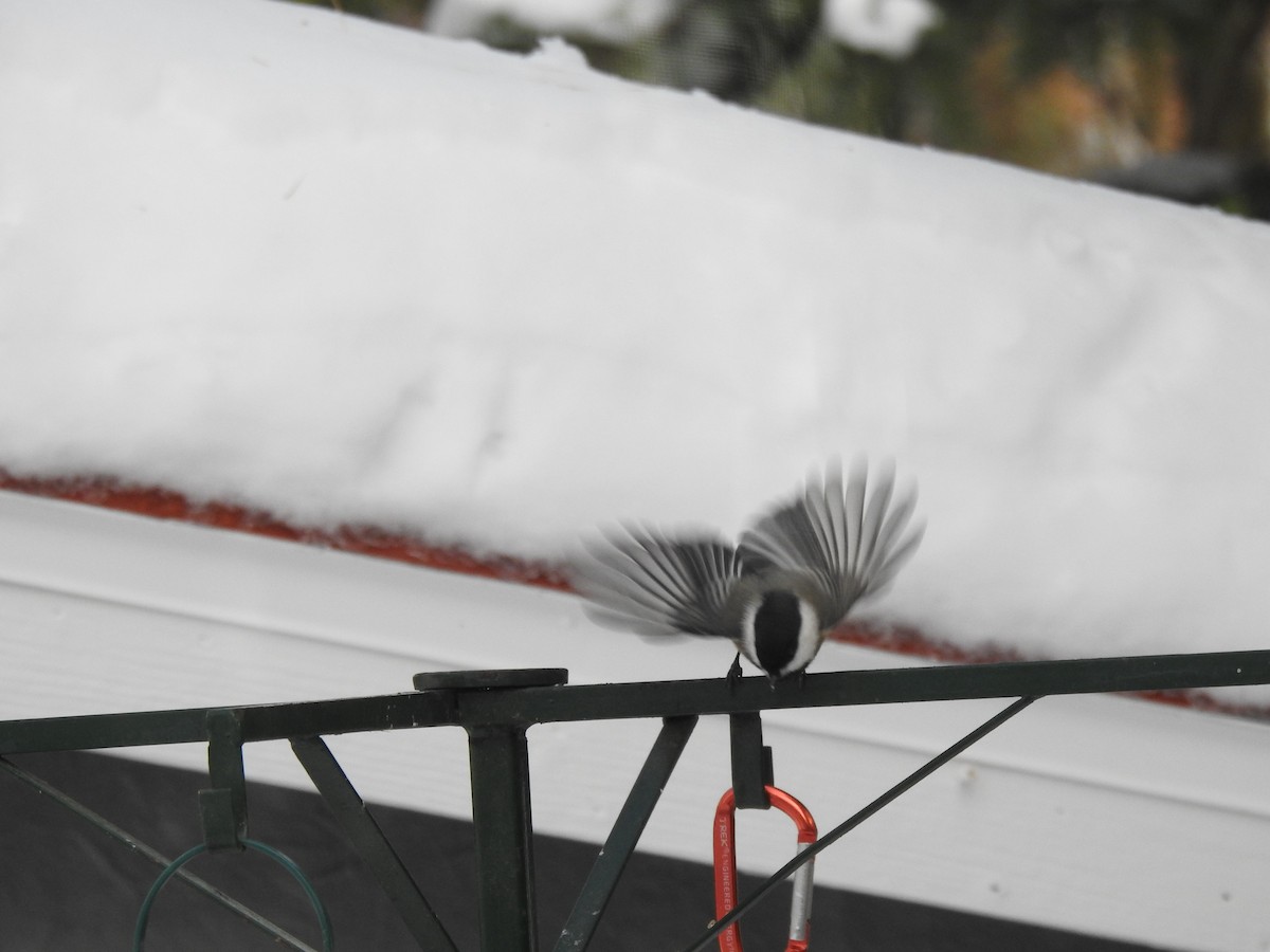 Black-capped Chickadee - ML645557966