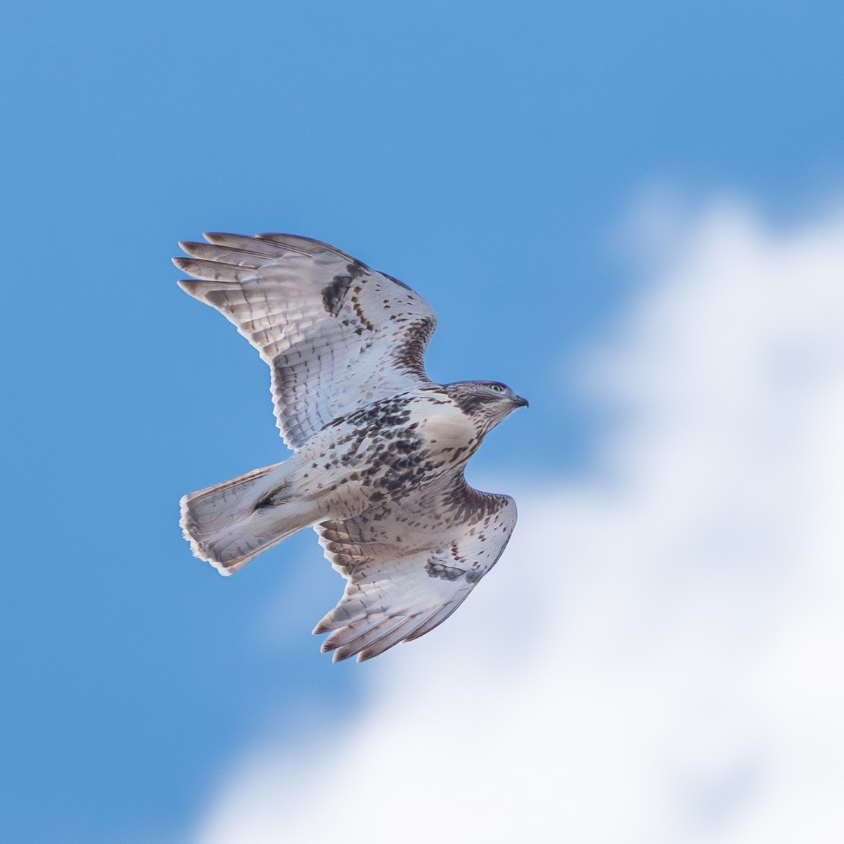 Red-tailed Hawk - ML645557968