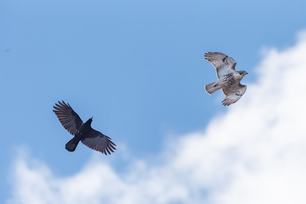 Red-tailed Hawk - ML645557969