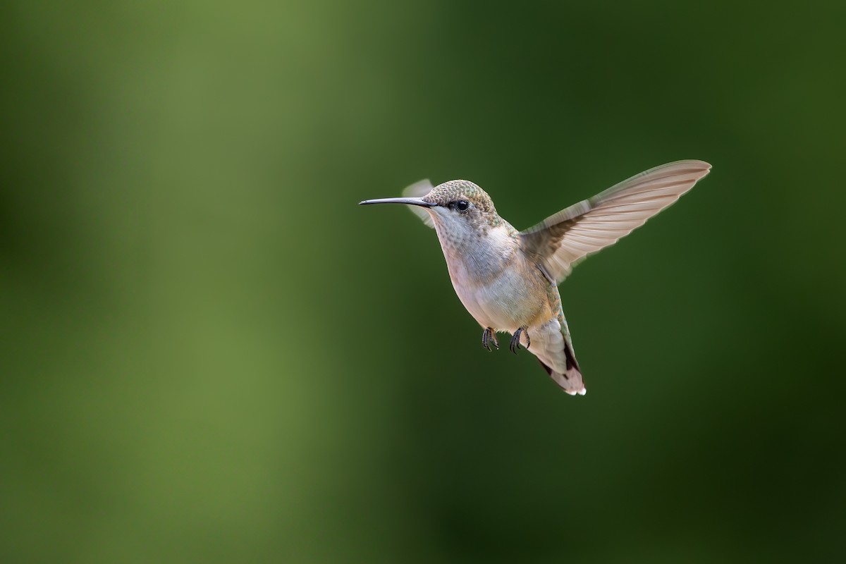 Колібрі рубіновогорлий - ML645557971