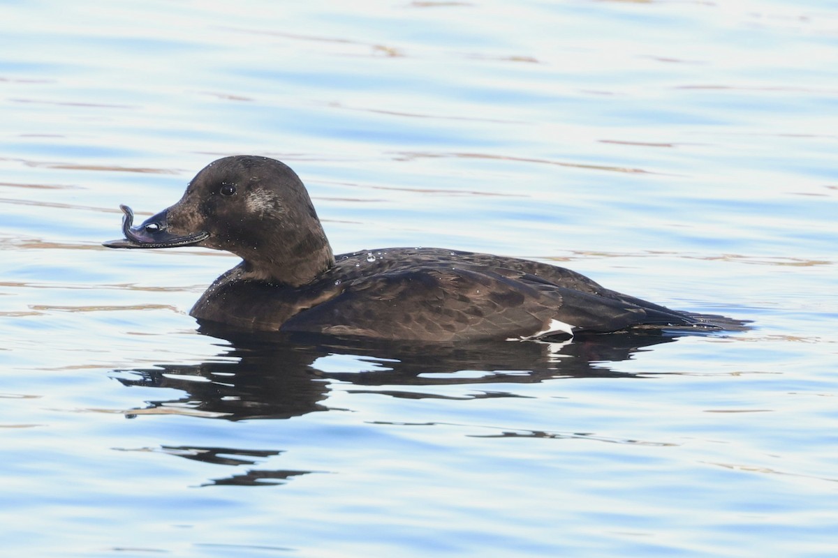 White-winged Scoter - ML645557972