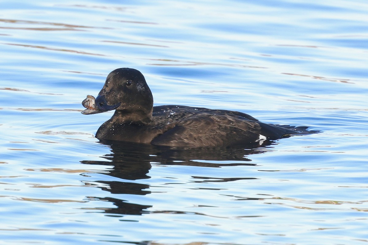 White-winged Scoter - ML645557973