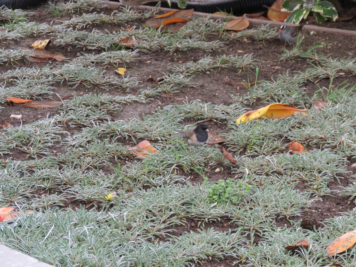 Dark-eyed Junco - ML645557974