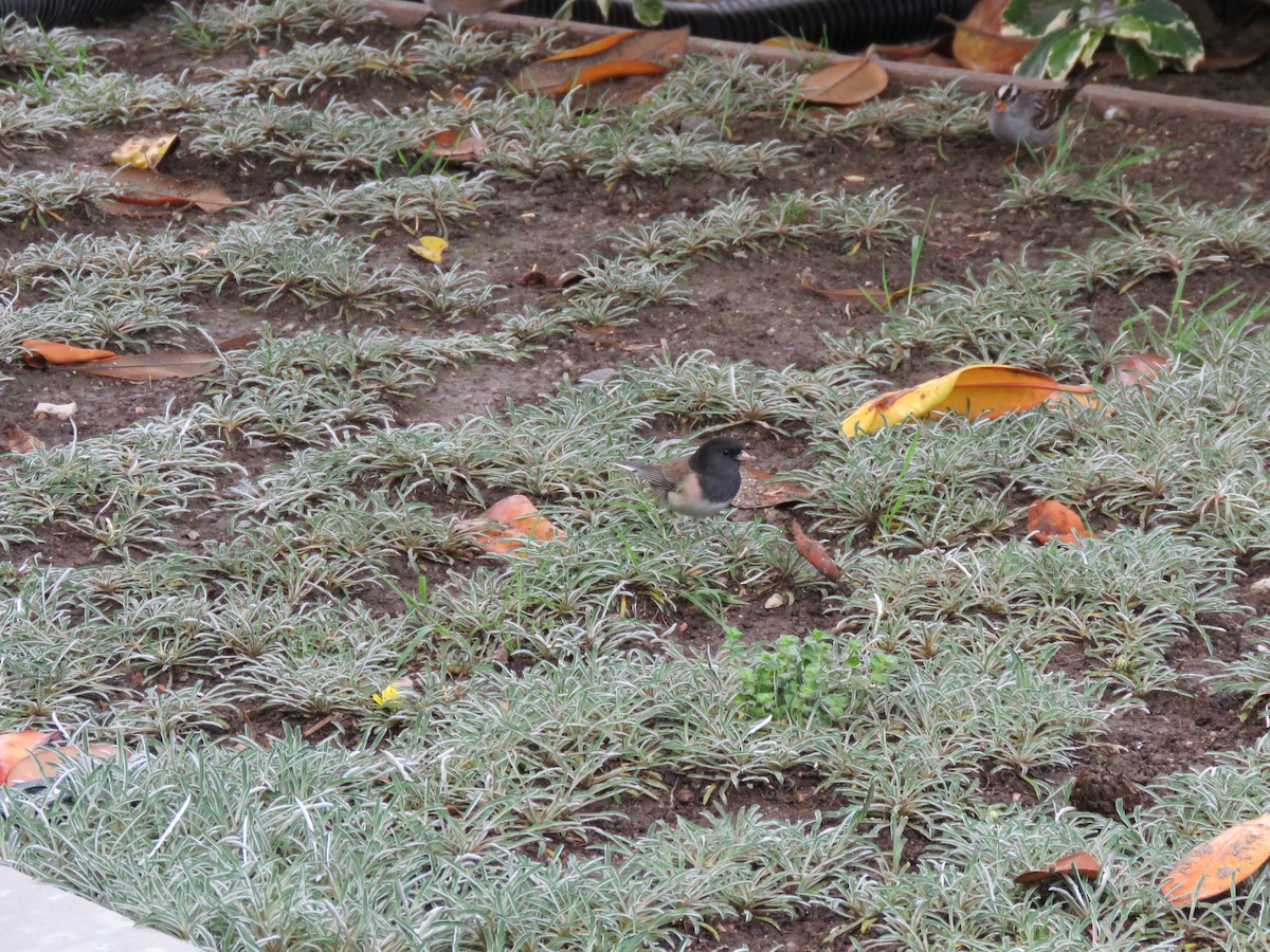 Dark-eyed Junco - ML645557975