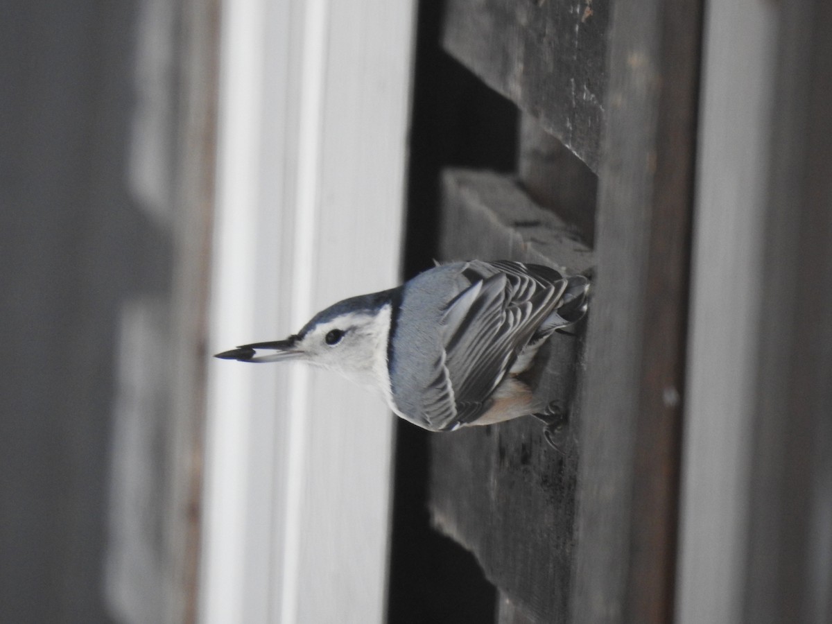White-breasted Nuthatch - ML645557980
