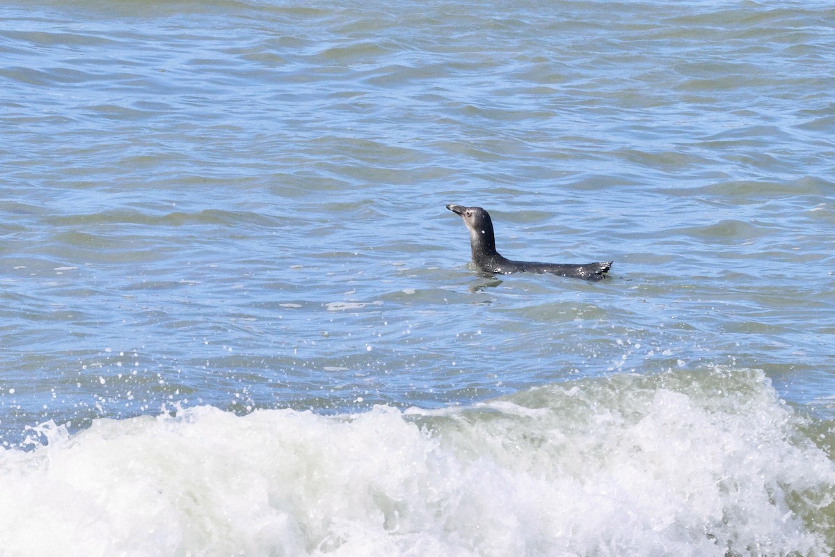 African Penguin - ML645557982