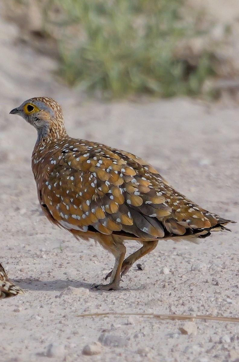 Рябок Берчелла - ML645557987