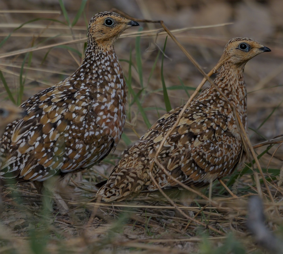 Рябок Берчелла - ML645557988