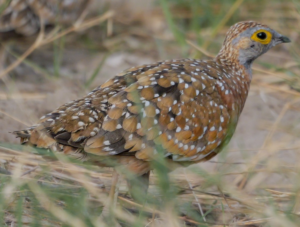 Рябок Берчелла - ML645557989