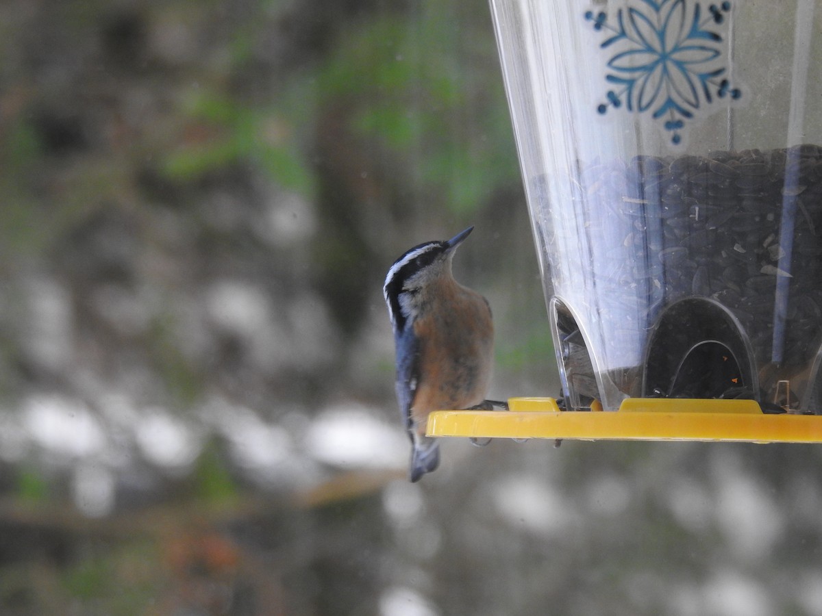 Red-breasted Nuthatch - ML645557991
