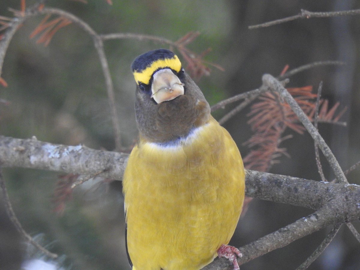 Evening Grosbeak - ML645557995