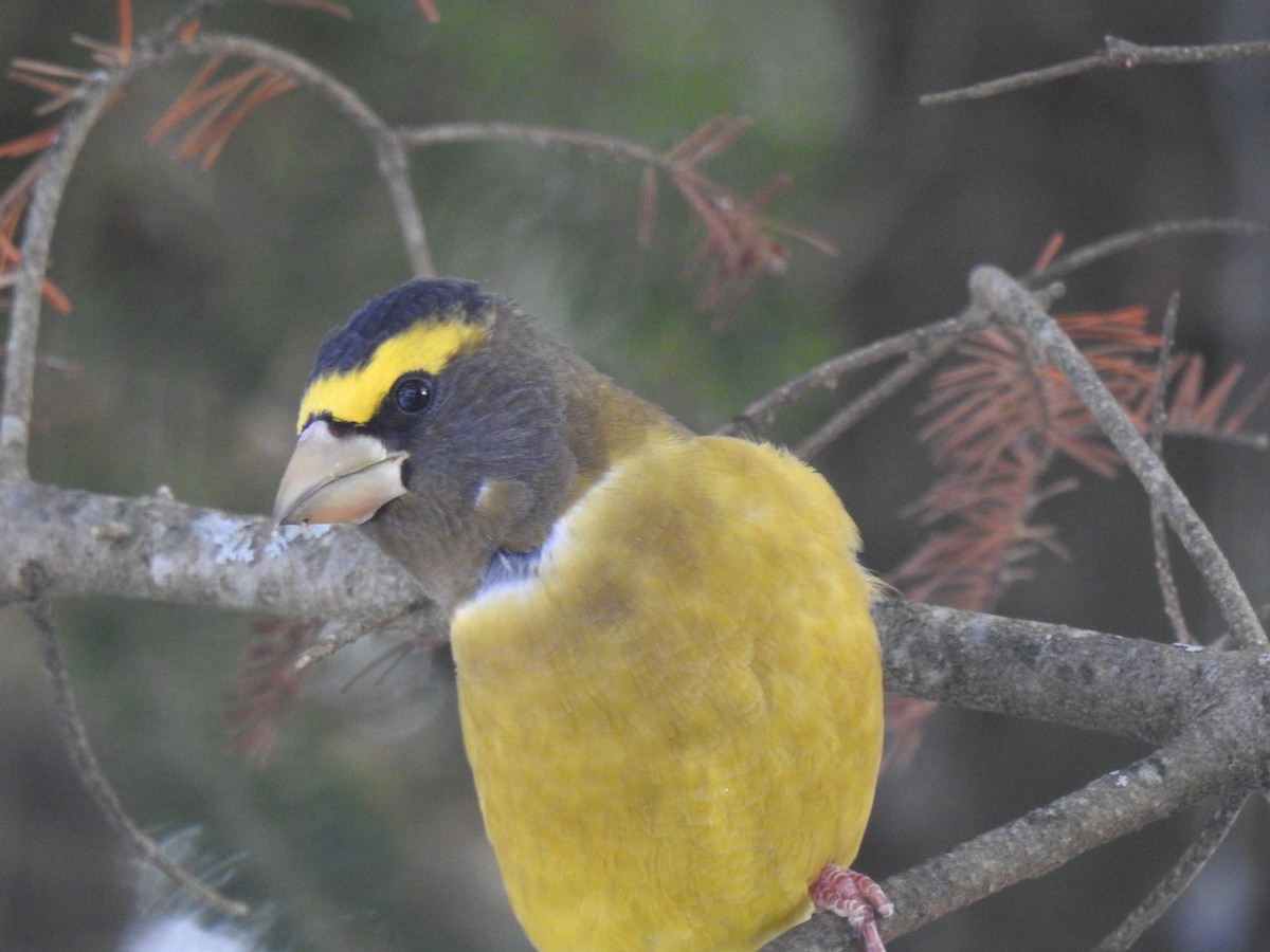 Evening Grosbeak - ML645557997