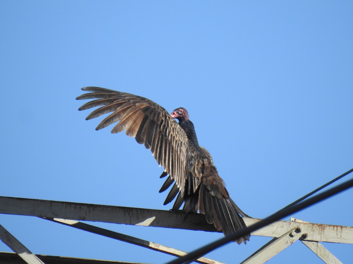 Turkey Vulture - ML645558002