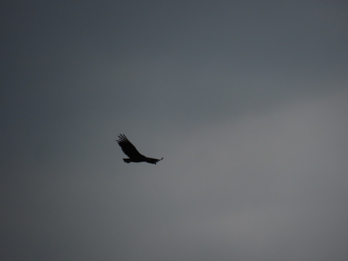 Black Vulture - ML645558004