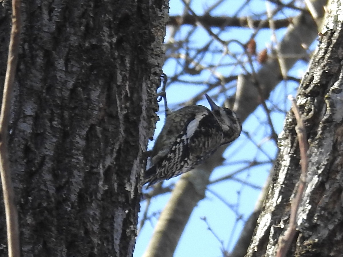 Yellow-bellied Sapsucker - ML645558006