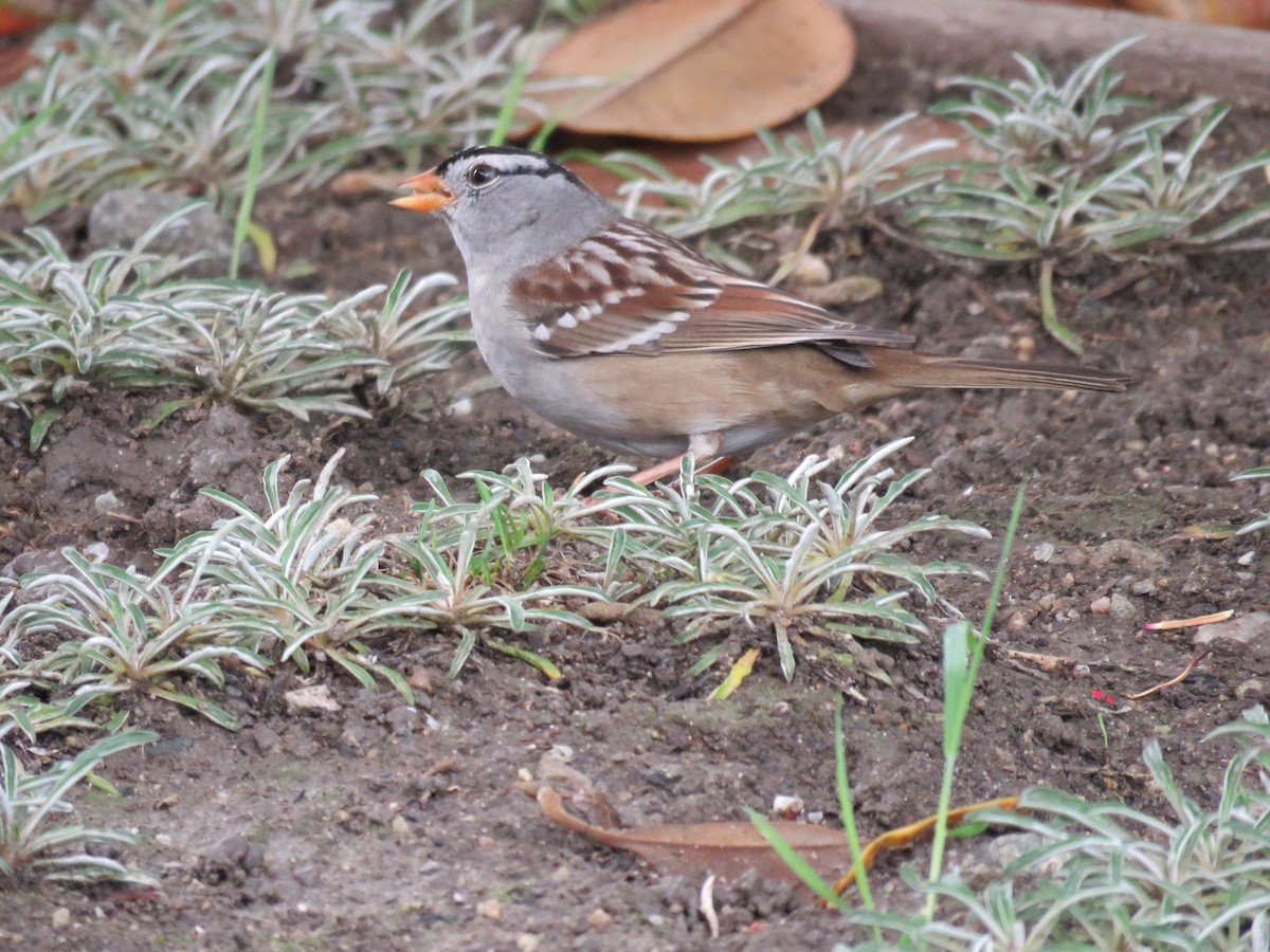 White-crowned Sparrow - ML645558007