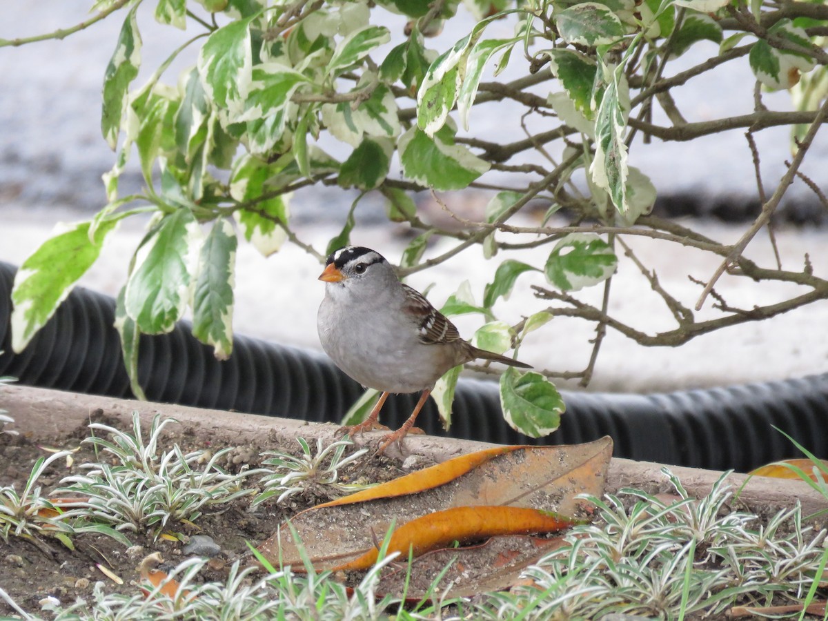 White-crowned Sparrow - ML645558008
