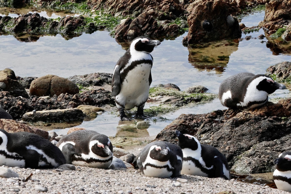 African Penguin - ML645558011