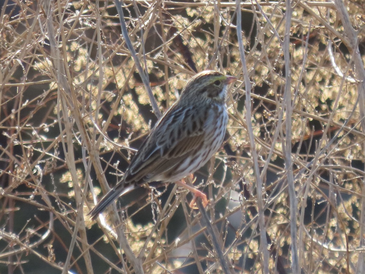 Savannah Sparrow - ML645558018