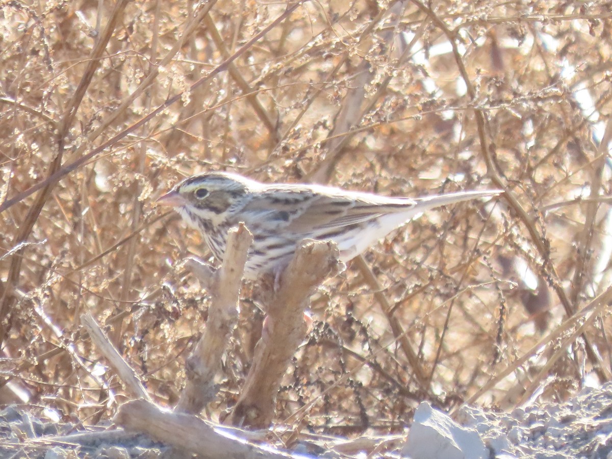 Savannah Sparrow - ML645558030