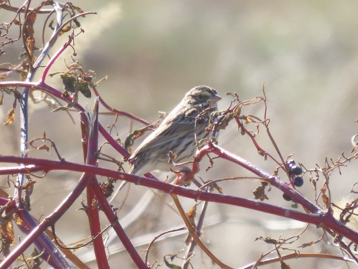 Savannah Sparrow - ML645558041