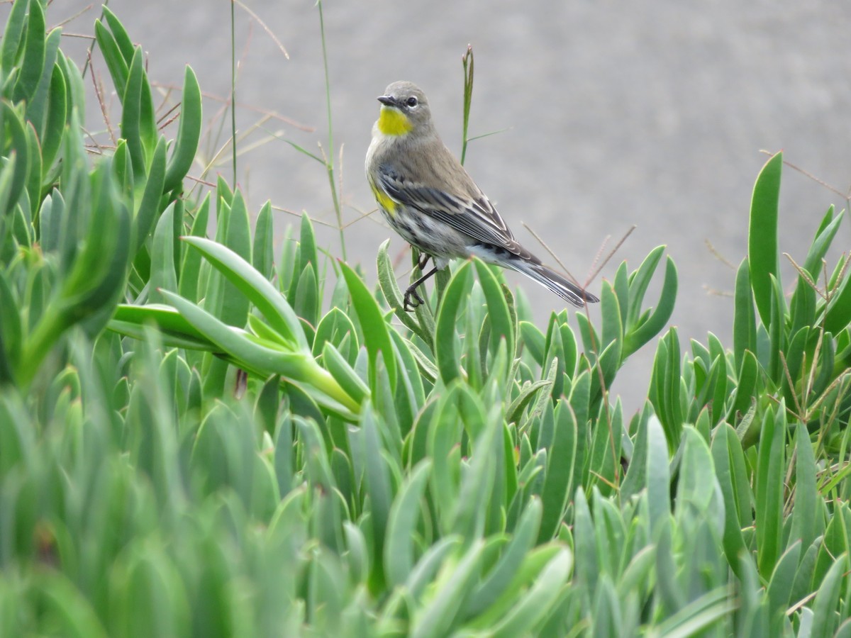 Yellow-rumped Warbler - ML645558043