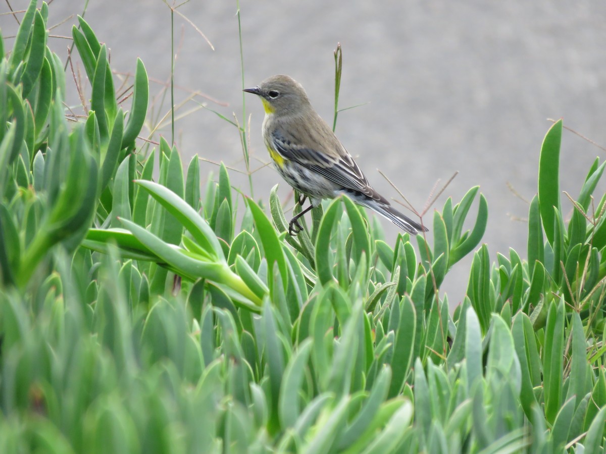 Yellow-rumped Warbler - ML645558044