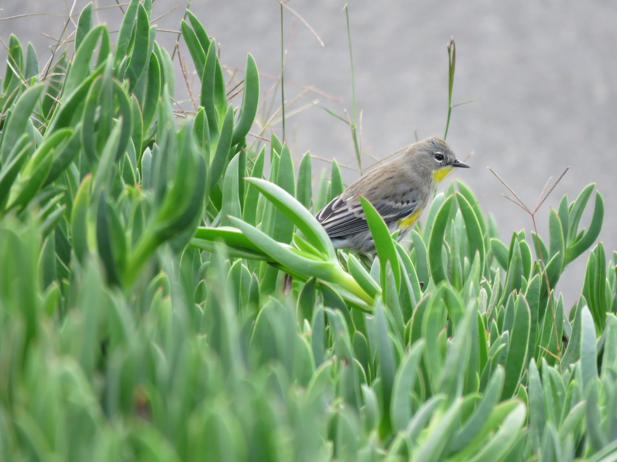 Yellow-rumped Warbler - ML645558045