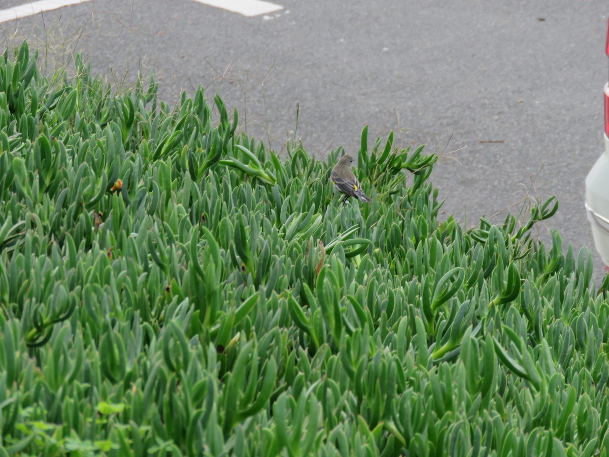Yellow-rumped Warbler - ML645558046